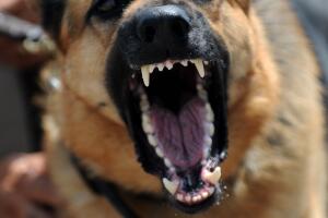 Un perro ladra y amenaza.