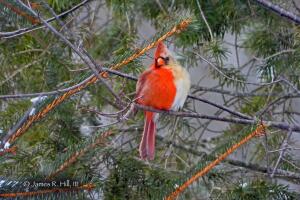 Cardenal Dos Sexos