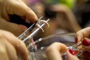 Un investigador muestra cómo extraer veneno de serpiente en el Instituto Butantan de São Paulo, Brasil.