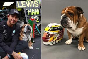 mascotas deportistas.jpg