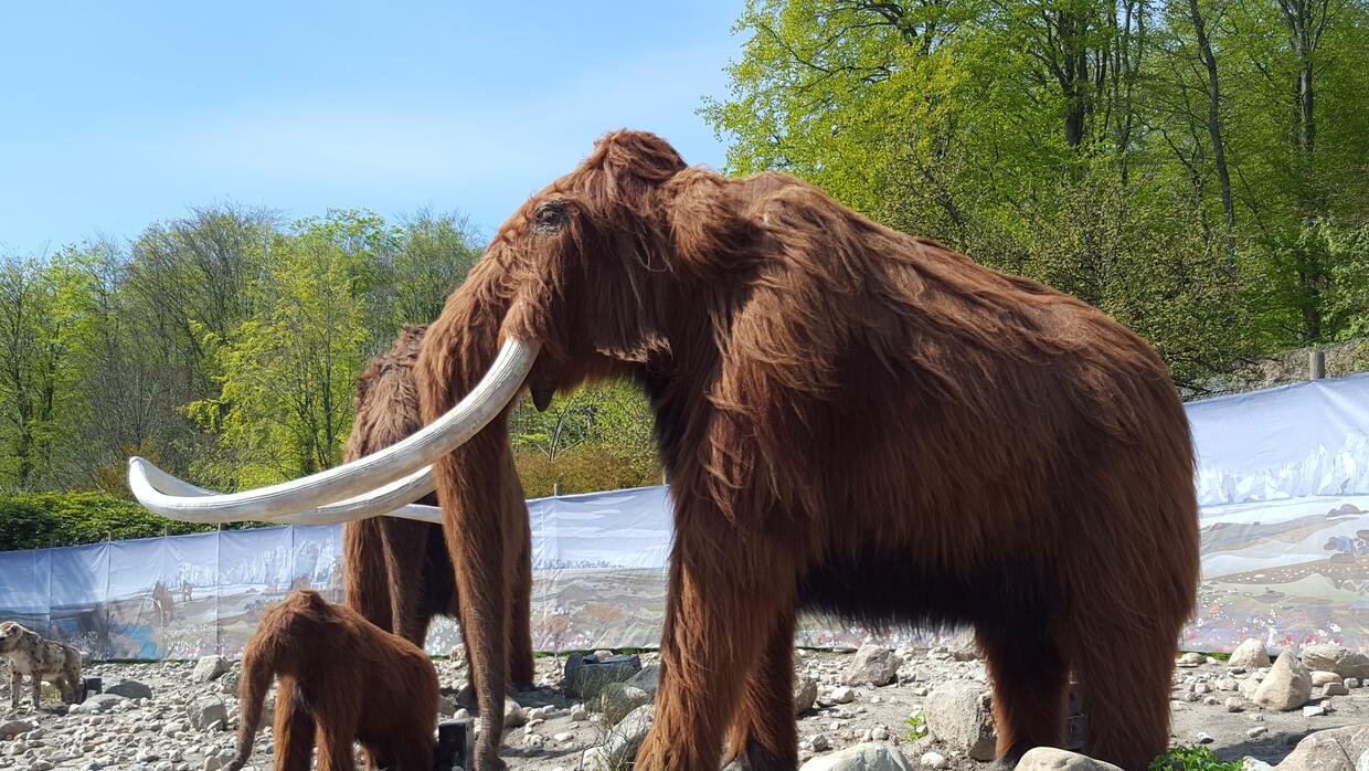 Proyecto científico busca revivir al mamut lanudo al estilo &#39;Jurassic Park&#39;  10,000 años después de su extinción | Noticias Univision Ciencia | Univision