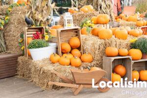  'Pumpkin patches' cerca de Chicago: 7 huertos donde puedes buscar tus calabazas
