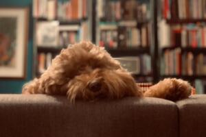 1-perrito-marcelasar.jpg