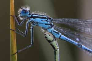 Wildlife At The RSPB's Broadwater Warren Reserve