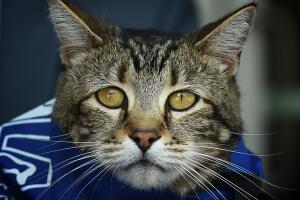 Tara, una gatita heroína