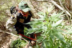 Marihuana ilegal California