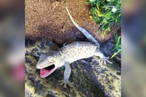 GALERIA ANIMALES/ANIMALESEXOTICOS.jpg