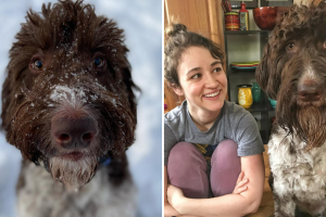 Perro se hace viral por comerse 4 mil dólares en billetes