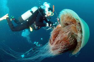 A diver attaches a sensor to a large Ech