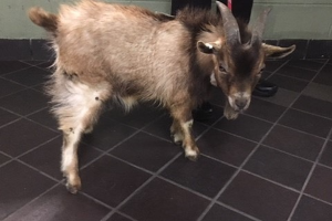 1-goat-bronx.png