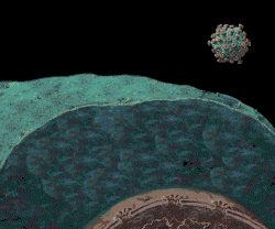 hiv.gif