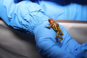 ranas.PNG