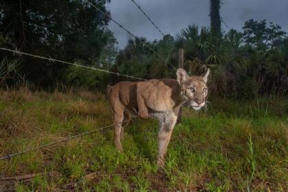 Fotografías ganadoras del World Press Photo 2021 | Al Dia Media Ranches are vital to panthers, because few public lands are big enough to support even one adult male panther, which may require up to 200 square miles of territory in which to roam and hunt. In this photo, a female panther creeps through a fence between Audubon's Corkscrew Swamp Sanctuary and an adjacent cattle ranch. Her kitten trails behind her. This sanctuary is too small to supply the full territory needs of one panther, but serves part of the home range for several panthers. The fence is a barrier for cows, but not panthers and other wildlife. The photo illustrates how a connected network of compatible lands is needed to support the wide ranging predators. Photographed with a camera trap and multiple flashes. It took two years working at this location to capture this image.