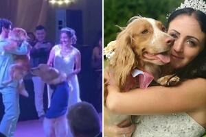 Perritos bailan el vals junto a sus dueños el día de su boda: “Es demasiado lindo”
