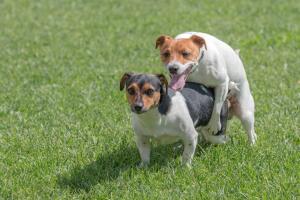 Perros apareando