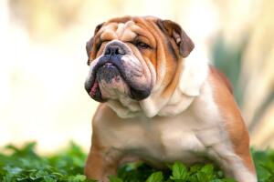 Bulldog ingles
