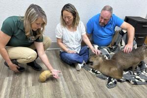Los visitantes pueden acariciar, alimentar con mazorcas de maíz y disfrutar de la compañía de estos dóciles roedores.