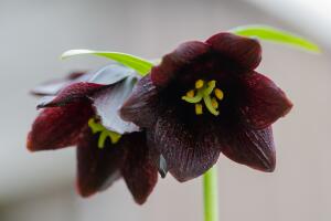 plantas_negras_black_lily.jpg