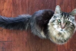 gatocorduroy_divulgacao.jpg
