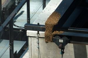 Bees swarm around a building in Times Square in the Manhattan borough of New York City