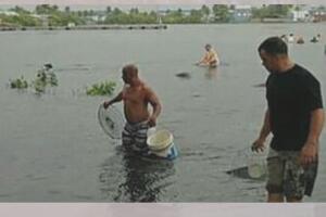 Peces Cuba/Peces2Cuba4.jpg
