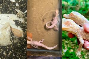 Dos caimanes albinos en zoológico de Florida. 