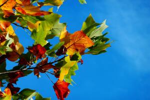 otoño colores Texas