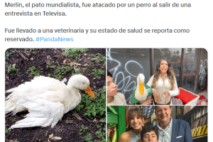 Se reportó que supuestamente el pato Merlín había sido atacado por un perro.