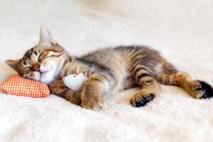 gato_dormindo11.jpg