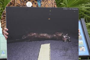 Solo quedan unos 200 ejemplares de pantera en el estado y su supervivencia depende de proteger su hábitat.