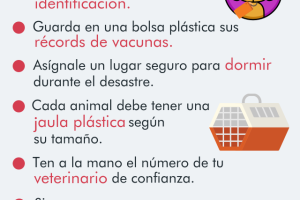 Como cuidar a tu mascota en un huracán