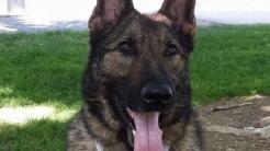 "No tenían idea de dónde estaba": United envía a Japón un perro que debió llegar a Kansas City