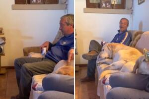 collage_perro_mandon.jpg