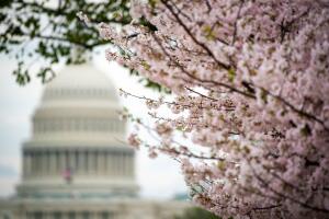 Los colores blancos y rosados de la época de floración de los cerezos llegaron antes de lo previsto a Washington DC en 2021.