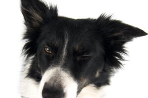quantas-palavras-cachorros-entendem-2.jpg