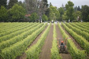 Viñedos de California