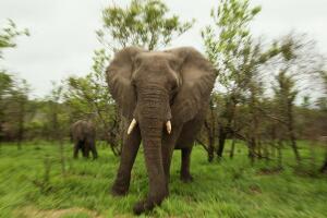 Elefante