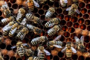 ¿Por qué las abejas producían miel en colores azul y verde?