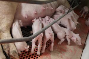 Cerdo de EEUU para exportación