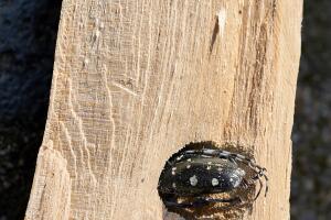 Asian Long-Horned Beetle