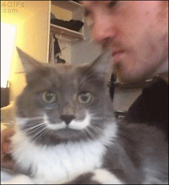comportamento-gatos_5.gif
