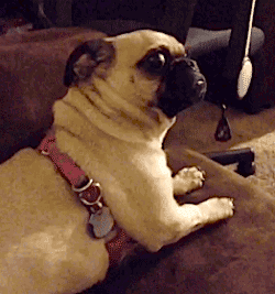 perro-pug-asustado.gif