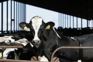 Investigan en EEUU muerte de recién nacido por posible consumo de leche sin pasteurizar durante el embarazo