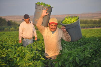 Hatch, NM, US--July 30, 2013. Mexican farmworkers (known as "chileros") harvesting New Mexico's famed green chile.