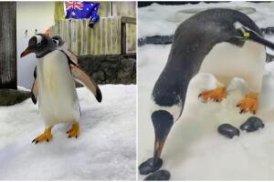 sphen pnguino gay 1.jpg