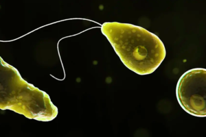 Naegleria fowleri