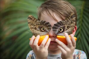 The Natural History Museum's Sensational Butterflies Exhibition Prepares To Open To The Public