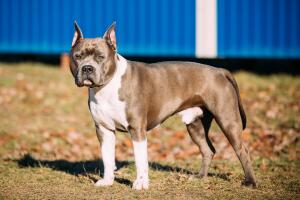 Beautiful Dog American Staffordshire Terrier Outdoor