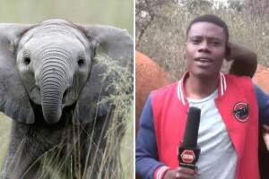 elefante_reportero_interrumpe