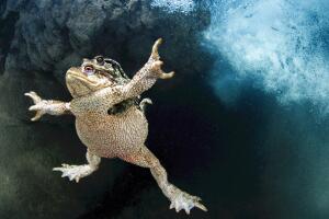 Foulquié_amplexus.jpg